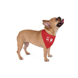 Cure HHT Fundraiser Pet Bandana — Red Dog & Cat Neck Scarf